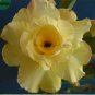 2 PCS Seeds Huangmao' Yellow Desert Rose