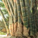 100 PCS Seeds Huge Dragon Bamboo Giant Bambu Tree 100 PCS Seeds Huge Dragon Bamboo Giant Bambu Tree