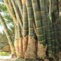 100 PCS Seeds Huge Dragon Bamboo Giant Bambu Tree