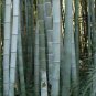 200 PCS Seeds Huge Phyllostachys Pubescens Moso Bamboo