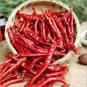 300 PCS Seeds Hunan Red Dried Chili
