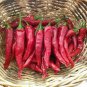 300 PCS Seeds Hunan Red Dried Chili