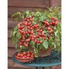 100 PCS Seeds Husky Cherry Red Tomato 100 PCS Seeds Husky Cherry Red Tomato