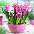 1 PCS Seeds Hyacinth Bulb 1 piece 1 PCS Seeds Hyacinth Bulb 1 piece