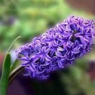 300 PCS Seeds Hyacinth Seeds Mixed Colorful Flowers