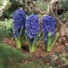 100 PCS Seeds Hyacinthus Orientalis