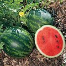10 PCS Seeds Hybrid Black Skin Oval Shape Watermelon