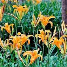 150 PCS Seeds Hybrid Daylily Flower Seeds Dark Purple Double Flowers