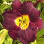 150 PCS Seeds Hybrid Daylily Flower Seeds Dark Purple Double Flowers