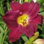 150 PCS Seeds Hybrid Daylily Flower Seeds Dark Purple Double Flowers