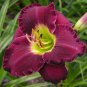 150 PCS Seeds Hybrid Daylily Flower Seeds Dark Purple Double Flowers