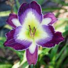 100 PCS Seeds Hybrid Daylily Flowers 100 PCS Seeds Hybrid Daylily Flowers