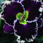 120 PCS Seeds Hybrid Daylily Flowers Seeds Blackish Purple Double Flowers with White Edge
