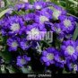 40 PCS Seeds Hybrid F1 Dark Purple Florist's Cineraria (Pericallis hybrida)