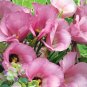 10 PCS Seeds Hybrid F1 Peony Seeds Orange Red & Purple Blue Double Big Blooms Flowers