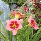 100 PCS Seeds Hybrid Mix Daylily Flowers Seed Colour Hybrid Hemerocallis