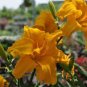 100 PCS Seeds Hybrid Mix Daylily Flowers Seed Colour Hybrid Hemerocallis