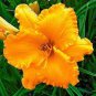 100 PCS Seeds Hybrid Mix Daylily Flowers Seed Colour Hybrid Hemerocallis