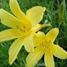 50 PCS Seeds Hybrid Mix Yellow Daylily Flowers Plants Rare Colour