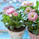 50 PCS Seeds Hybrid New Light Rose Pink Bellis perennis Daisy Flower 50 PCS Seeds Hybrid New Light Rose Pink Bellis perennis Daisy Flower