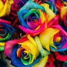 100 PCS Seeds Hybrid Rainbow Rose 100 PCS Seeds Hybrid Rainbow Rose
