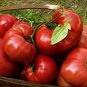 100 PCS Seeds Hybrid Rose Pink Big Tomato