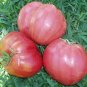 100 PCS Seeds Hybrid Rose Pink Big Tomato