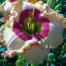100 PCS Seeds Hybrid Taglilie Blumen Samen Hemerocallis Lily