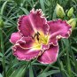 100 PCS Seeds Hybrid Taglilie Blumen Samen Hemerocallis Lily