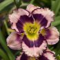 100 PCS Seeds Hybrid Taglilie Blumen Samen Hemerocallis Lily