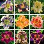 100 PCS Seeds Hybrid Taglilie Blumen Samen Hemerocallis Lily
