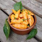 200 PCS Seeds Hybrid Yellow & Orange Long Chili Pepper 200 PCS Seeds Hybrid Yellow & Orange Long Chili Pepper