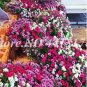 200 PCS Seeds Hybrida Color Petunia Hanging Charming Bonsai Potted