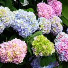 50 PCS Seeds Hydrangea