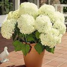 15 PCS Seeds Hydrangea arborescens White Flower 15 PCS Seeds Hydrangea arborescens White Flower