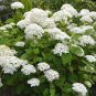 15 PCS Seeds Hydrangea arborescens White Flower