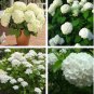 15 PCS Seeds Hydrangea arborescens White Flower