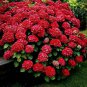 100 PCS Seeds Hydrangea Bonsai Flower