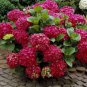 100 PCS Seeds Hydrangea Bonsai Flower