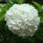 20 PCS Seeds Hydrangea Bonsai Mixed Color Japan Hydrangea Bonsai