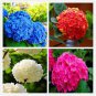 20 PCS Seeds Hydrangea Bonsai Mixed Color Japan Hydrangea Bonsai