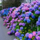 50 PCS Seeds Hydrangea