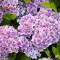 50 PCS Seeds Hydrangea