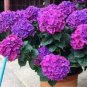 50 PCS Seeds Hydrangea