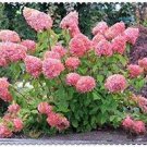 50 PCS Seeds Hydrangea Bonsai Paniculata 'Vanilla Fraise' Hydrangea Bonsai Flower 50 PCS Seeds Hydrangea Bonsai Paniculata 'Vanilla Fraise' Hydrangea Bonsai Flower