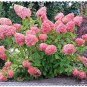 50 PCS Seeds Hydrangea Bonsai Paniculata 'Vanilla Fraise' Hydrangea Bonsai Flower