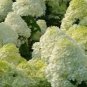 50 PCS Seeds Hydrangea Bonsai Paniculata 'Vanilla Fraise' Hydrangea Bonsai Flower