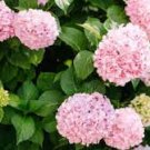 100 PCS Seeds Hydrangea macrophylla Hybrid Flower Seeds Rose Pink Flowers