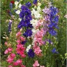 100 PCS Seeds Hydrangea Rocket Larkspur Plant 100 PCS Seeds Hydrangea Rocket Larkspur Plant