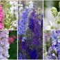 100 PCS Seeds Hydrangea Rocket Larkspur Plant